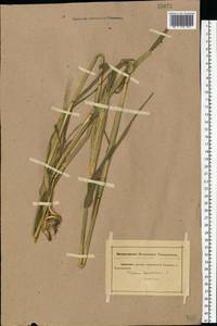Hordeum vulgare L., Eastern Europe, Rostov Oblast (E12a) (Russia)