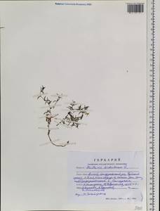 Mesostemma dichotomum (L.) Arabi, Rabeler & Zarre, Siberia, Altai & Sayany Mountains (S2) (Russia)