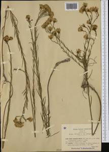 Galatella linosyris (L.) Rchb. fil., Western Europe (EUR) (Italy)