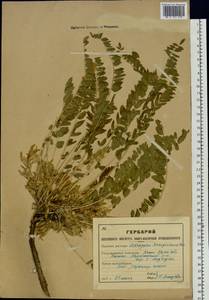Astragalus schanginianus Pall., Siberia, Western (Kazakhstan) Altai Mountains (S2a) (Kazakhstan)