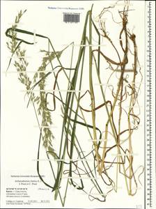 Arrhenatherum elatius (L.) P.Beauv. ex J.Presl & C.Presl., Crimea (KRYM) (Russia)