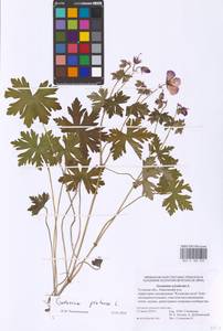 Geranium pratense L., Eastern Europe, Central region (E4) (Russia)