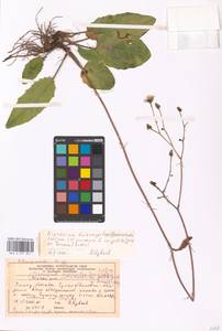 Hieracium murorum subsp. gentile (Jord. ex Boreau) Sudre, Eastern Europe, Moscow region (E4a) (Russia)