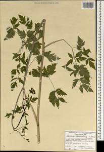 Cervaria cervariifolia (C. A. Mey.) Pimenov, South Asia, South Asia (Asia outside ex-Soviet states and Mongolia) (ASIA) (Iran)