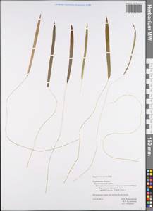 Sagittaria natans Pall., Eastern Europe, Northern region (E1) (Russia)