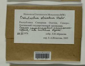 Lewinskya striata (Hedw.) F. Lara, Garilleti & Goffinet, Bryophytes, Bryophytes - North Caucasus & Ciscaucasia (B12) (Russia)
