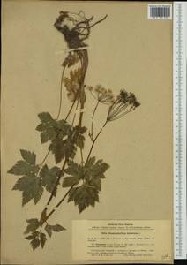 Chaerophyllum hirsutum L., Western Europe (EUR) (Poland)