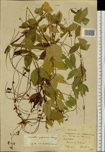 Cuscuta japonica Choisy, Siberia, Russian Far East (S6) (Russia)