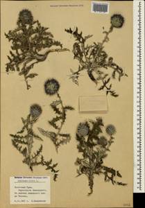 Echinops ritro subsp. ruthenicus (M. Bieb.) Nyman, Crimea (KRYM) (Russia)