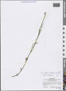 Dianthus borbasii Vandas, Eastern Europe, Lower Volga region (E9) (Russia)