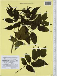 Ailanthus altissima (Miller) Swingle, Caucasus, Krasnodar Krai & Adygea (K1a) (Russia)