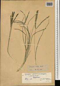 Eleusine indica (L.) Gaertn., South Asia, South Asia (Asia outside ex-Soviet states and Mongolia) (ASIA) (China)