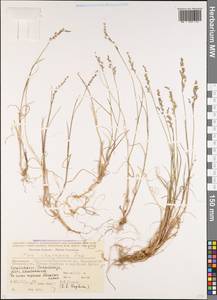 Poa caucasica Trin., Caucasus, Stavropol Krai, Karachay-Cherkessia & Kabardino-Balkaria (K1b) (Russia)