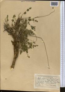 Seseli afghanicum (Podlech) Pimenov, Middle Asia, Pamir & Pamiro-Alai (M2) (Tajikistan)