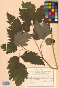 Actaea simplex (DC.) Wormsk. ex Fisch. & C. A. Mey., Siberia, Russian Far East (S6) (Russia)