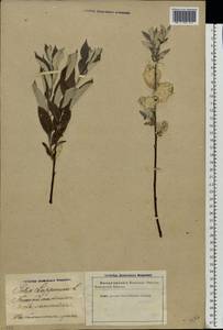 Salix lapponum L., Eastern Europe, Latvia (E2b) (Latvia)