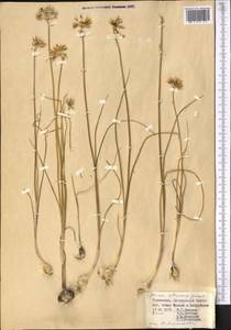 Allium rubellum M.Bieb., Middle Asia, Kopet Dag, Badkhyz, Small & Great Balkhan (M1) (Turkmenistan)