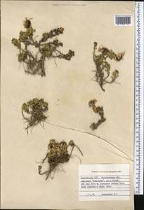 Allardia tridactylites (Kar. & Kir.) Sch. Bip., Middle Asia, Northern & Central Tian Shan (M4) (Kyrgyzstan)