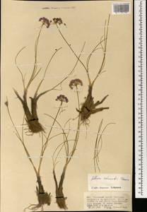Allium eduardi Stearn ex Airy Shaw, Mongolia (MONG) (Mongolia)