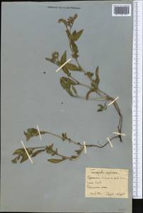 Tournefortia sogdiana (Bunge) Popov, Middle Asia, Karakum (M6) (Turkmenistan)