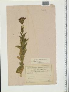 Silene chalcedonica (L.) E. H. L. Krause, Eastern Europe, Middle Volga region (E8) (Russia)