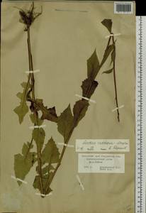 Lactuca raddeana Maxim., Siberia, Russian Far East (S6) (Russia)