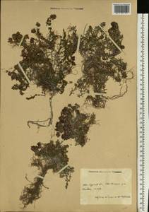 Thymus calcareus Klokov & Des.-Shost., Eastern Europe, Central forest-and-steppe region (E6) (Russia)