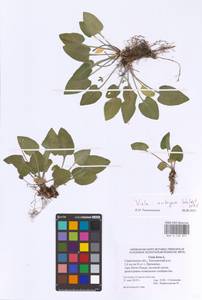 Viola ambigua Waldst. & Kit., Eastern Europe, Lower Volga region (E9) (Russia)