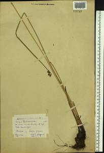 Schoenoplectus tabernaemontani (C.C.Gmel.) Palla, Siberia, Western (Kazakhstan) Altai Mountains (S2a) (Kazakhstan)