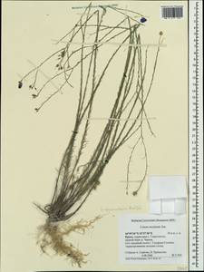 Linum austriacum subsp. squamulosum (Juz.), Crimea (KRYM) (Russia)