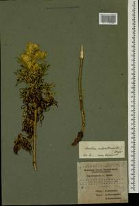 Aconitum confertiflorum (DC.) Gáyer, Caucasus, Krasnodar Krai & Adygea (K1a) (Russia)