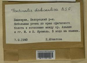 Fontinalis dalecarlica Bruch & Schimp., Bryophytes, Bryophytes - South Urals (B14) (Russia)