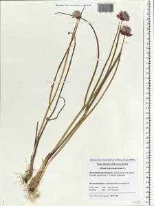 Allium schoenoprasum L., Eastern Europe, Northern region (E1) (Russia)