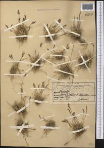 Puccinellia, Middle Asia, Northern & Central Tian Shan (M4) (Kyrgyzstan)