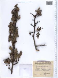 Crataegus orientalis Pall. ex M. Bieb., Caucasus, Georgia (K4) (Georgia)