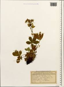 Potentilla brachypetala Fisch. & C. A. Mey. ex Lehm., Caucasus, Krasnodar Krai & Adygea (K1a) (Russia)