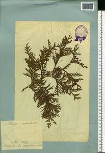 Platycladus orientalis (L.) Franco, Eastern Europe, Estonia (E2c) (Estonia)