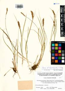 Carex leiorhyncha C.A.Mey., Siberia, Baikal & Transbaikal region (S4) (Russia)