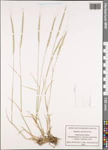 Aegilops cylindrica Host, Eastern Europe, Central forest-and-steppe region (E6) (Russia)