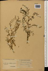 Vicia ervilia (L.)Willd., Caucasus, Stavropol Krai, Karachay-Cherkessia & Kabardino-Balkaria (K1b) (Russia)