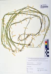 MAG 0003362, Sparganium × probatovae Tzvelev, Siberia, Chukotka & Kamchatka (S7) (Russia)