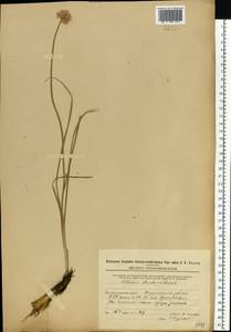 Allium strictum Schrad., Eastern Europe, Eastern region (E10) (Russia)