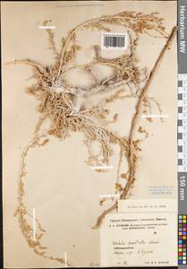 Bassia prostrata (L.) Beck, Eastern Europe, Central forest-and-steppe region (E6) (Russia)
