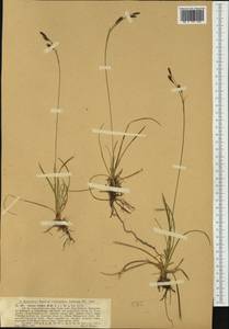 Carex tristis M.Bieb., Western Europe (EUR)