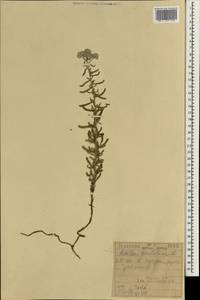 Achillea tenuifolia Lam., South Asia, South Asia (Asia outside ex-Soviet states and Mongolia) (ASIA) (Iraq)
