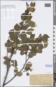 Betula pendula Roth, Eastern Europe, Lower Volga region (E9) (Russia)