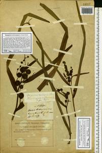 Sparganium erectum L., Eastern Europe, Western region (E3) (Russia)