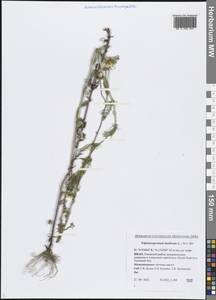 Tripleurospermum inodorum (L.) Sch.-Bip, Siberia, Western Siberia (S1) (Russia)