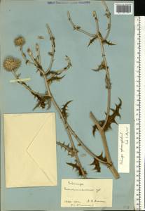 Echinops sphaerocephalus L., Eastern Europe, South Ukrainian region (E12) (Ukraine)