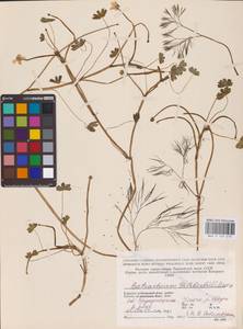 Ranunculus aquatilis L., Eastern Europe, Northern region (E1) (Russia)